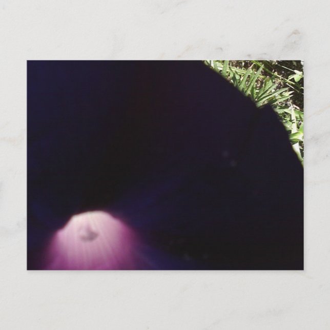 Cartão Postal Cartão-postal com Flores Roxas (Frente)