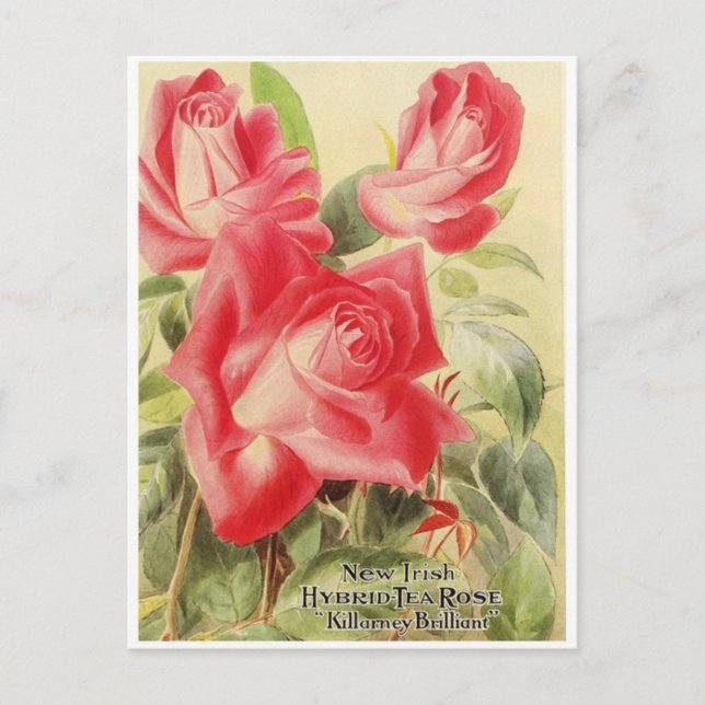 Cartão Postal Cartão-postal com gráfico de safra (Frente)