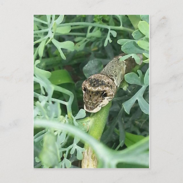 Cartão Postal Cartão-postal com lagarta gigante (Frente)