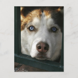 Cartão Postal Cartão-postal com olhos pupppy