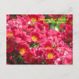 Cartão Postal Cartão-postal com Rosa espirituoso gratuito HRG #3