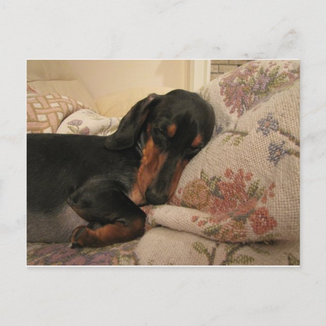 Cartão Postal Cartão-postal com sono (Frente)