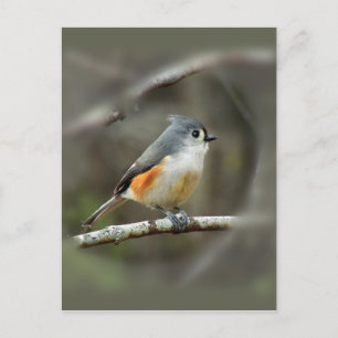 Cartão Postal Cartão-postal com Titmouse tufado