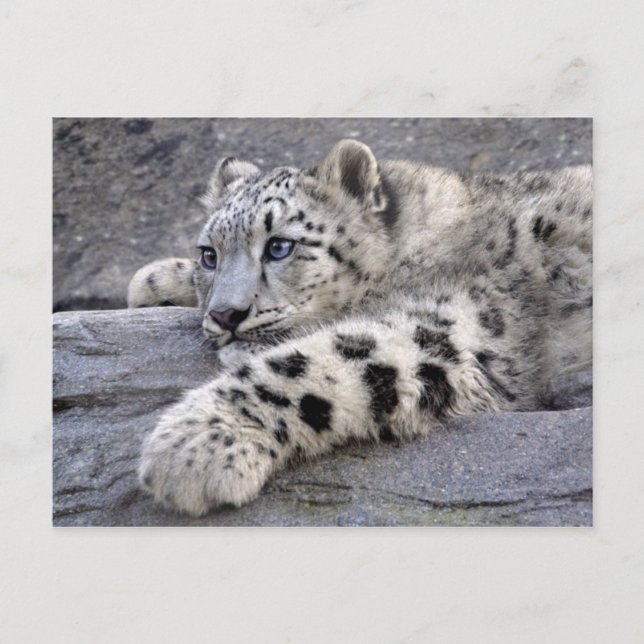 Cartão Postal Cartão-postal com todas as jogadas (Frente)