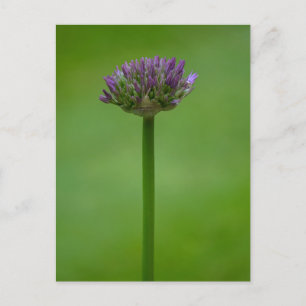 Cartão Postal Cartão-postal com ventilador de Allium Roxo