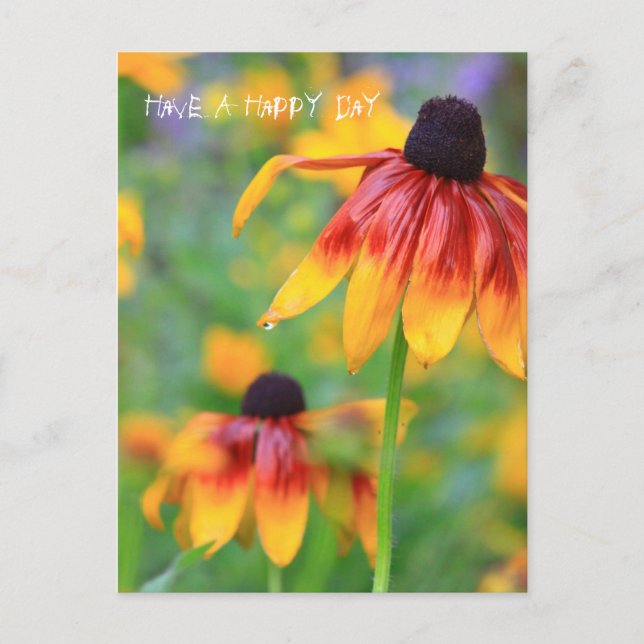 Cartão Postal Cartão-postal Coneflower (Frente)