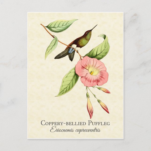 Cartão Postal Cartão-postal Coppery Belied Puffleg Hummingbird (Frente)
