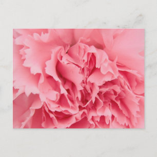Cartão Postal Cartão-postal cor-de-rosa Fechar