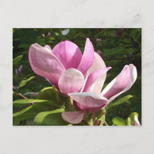 Cartão Postal Cartão-postal cor-de-rosa Magnolia Flor