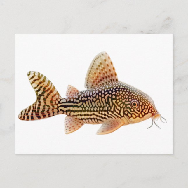 Cartão Postal Cartão-postal Corydoras Sterbai (Frente)