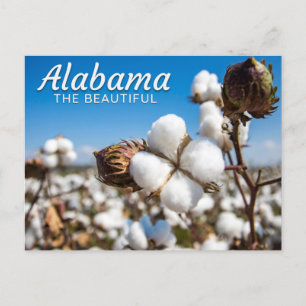 Cartão Postal Cartão-postal Cotton Fields do Alabama