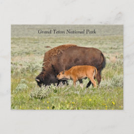 Cartão Postal Cartão-postal Cow e Calf Bison