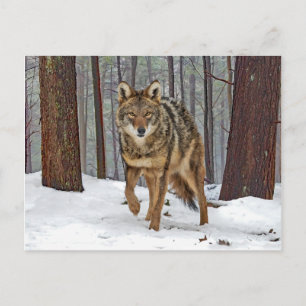 Cartão Postal Cartão-Postal "Coyote In Pines"