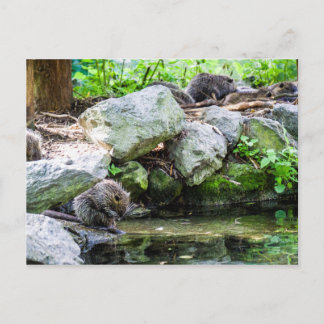 Cartão Postal Cartão-postal Coypus