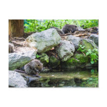 Cartão-postal Coypus