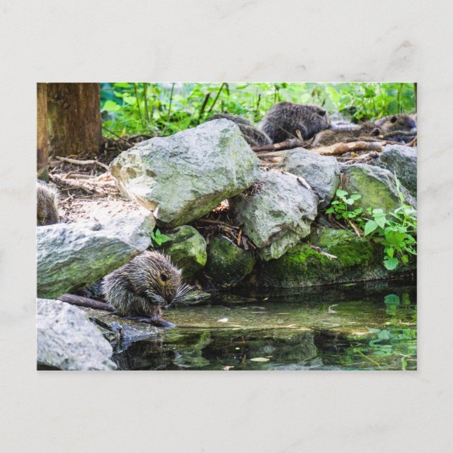 Cartão Postal Cartão-postal Coypus (Frente)