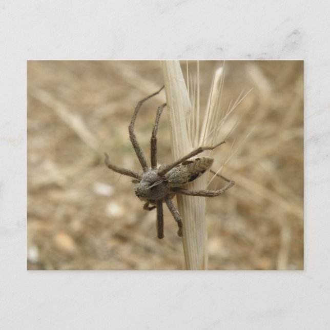 Cartão Postal Cartão-postal Crawly Spider (Frente)