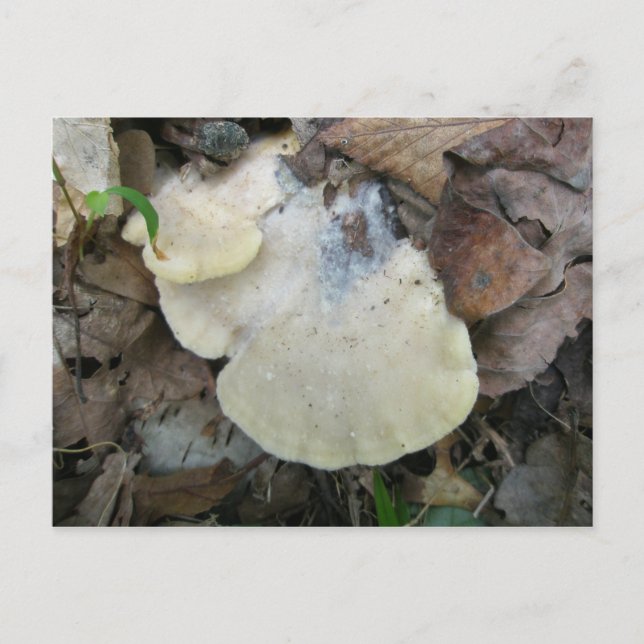 Cartão Postal Cartão-postal Creamet Bracket Fungus (Frente)