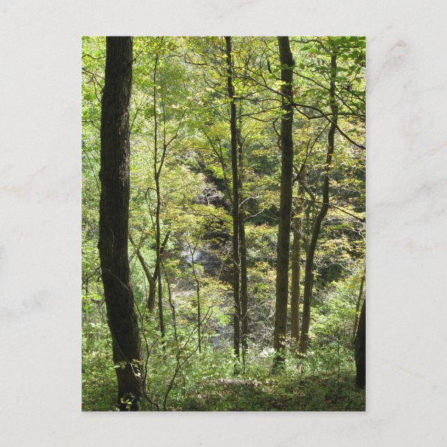 Cartão Postal Cartão-postal Creek McCormick (Frente)