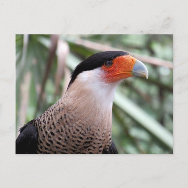 Cartão Postal Cartão-postal Crested Caracara (Frente)
