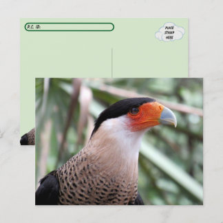 Cartão Postal Cartão-postal Crested Caracara