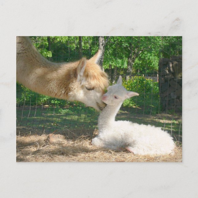 Cartão Postal Cartão-postal Cria (Frente)