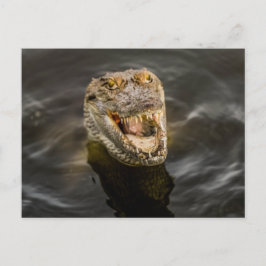 Cartão Postal Cartão-postal Crocodilo