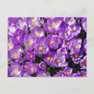 Cartão Postal Cartão-postal Crocuses