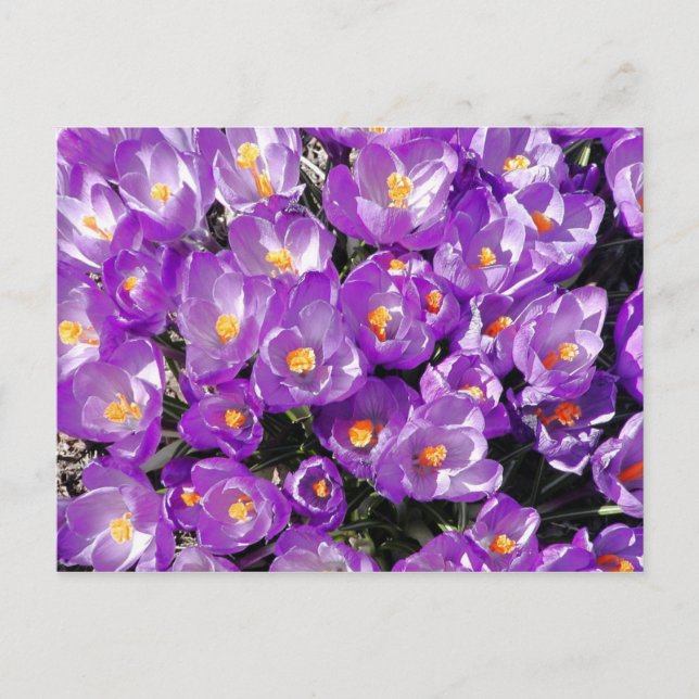 Cartão Postal Cartão-postal Crocuses (Frente)