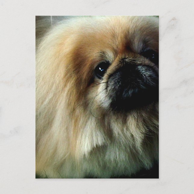 Cartão Postal Cartão-postal Cute Pekingese (Frente)
