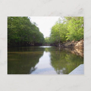 Cartão Postal Cartão-postal Cypress Bayou