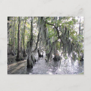Cartão Postal Cartão-postal Cypress Trees no Lago Phelps NC