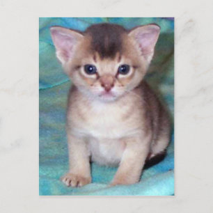 Cartão Postal Cartão-postal da Abyssinian Kitten