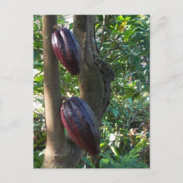 Cartão Postal Cartão-postal da árvore Cacao