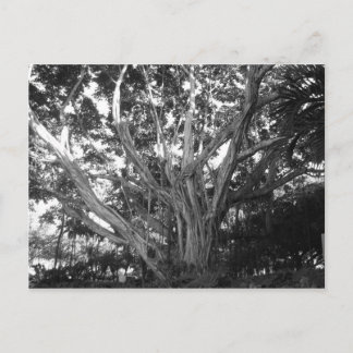 Cartão Postal Cartão-postal da árvore da vida