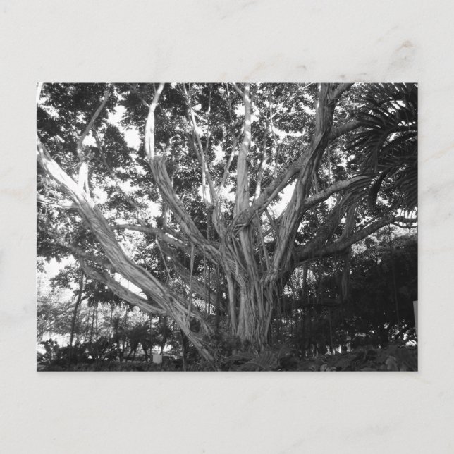 Cartão Postal Cartão-postal da árvore da vida (Frente)