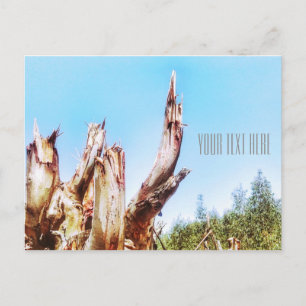 Cartão Postal Cartão-postal da árvore Eucalyptus Blue Sky