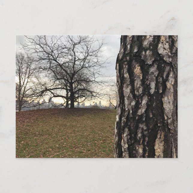 Cartão Postal Cartão-postal da árvore Nova Iorque NYC do Central (Frente)