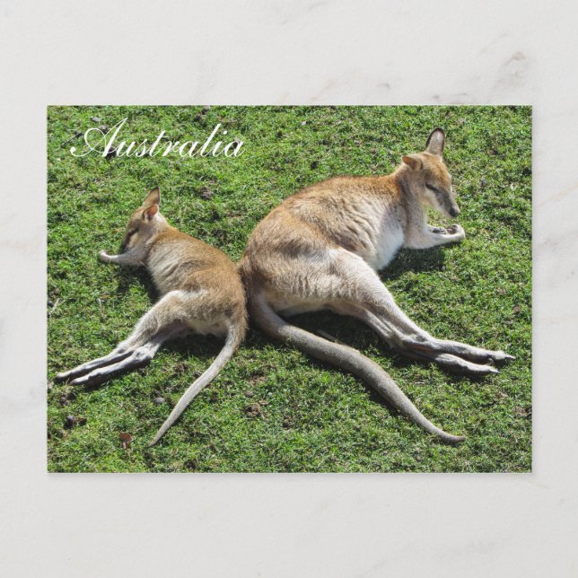 Cartão Postal Cartão-postal da Austrália Cute Wallaby (Frente)