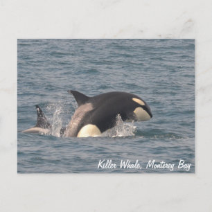 Cartão Postal Cartão-postal da Baleia Assassina (Orca)
