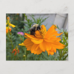 Cartão Postal Cartão-postal da Bee Ocupada - por Cottagevale