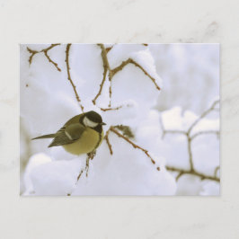 Cartão Postal Cartão-postal da Bird Winter