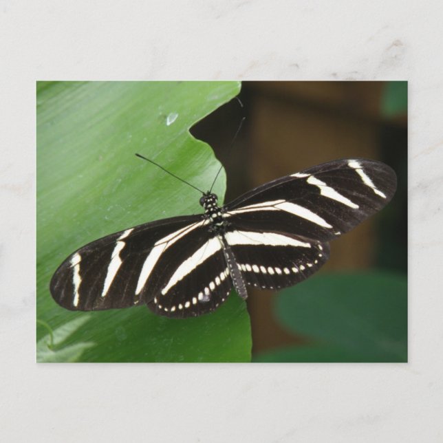 Cartão Postal Cartão-postal da Borboleta de Zebra Longwing bonit (Frente)