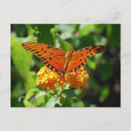 Cartão Postal Cartão-postal da borboleta do Golfo de Fritilha