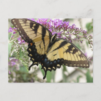 Cartão Postal Cartão-postal da borboleta do Swallowtail