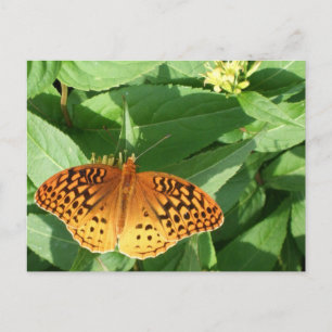 Cartão Postal Cartão-postal da Borboleta Laranja