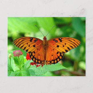 Cartão Postal Cartão-postal da Borboleta Laranja