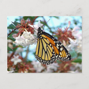 Cartão Postal Cartão-postal da Borboleta Monarca Laranja