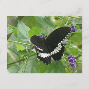Cartão Postal Cartão-postal da Borboleta Preta e Branca
