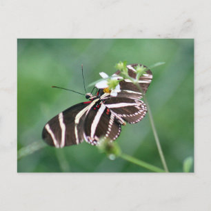 Cartão Postal Cartão-postal da Borboleta Zebra Longwing
